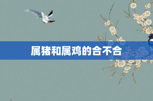 属猪和属鸡的合不合
