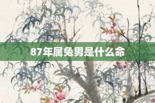 87年属兔男是什么命