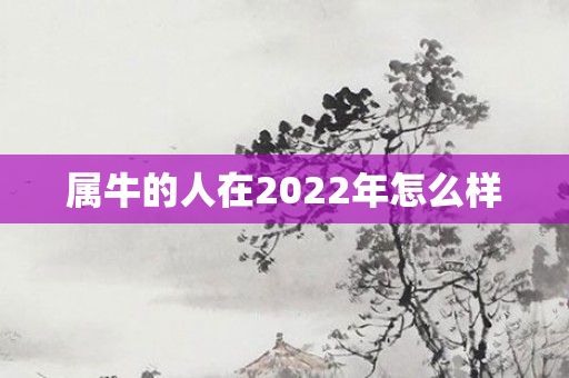 属牛的人在2022年怎么样