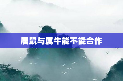 属鼠与属牛能不能合作