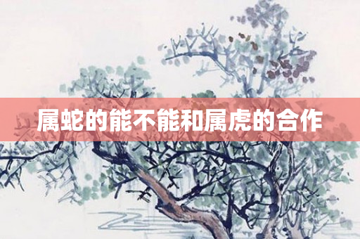 属蛇的能不能和属虎的合作