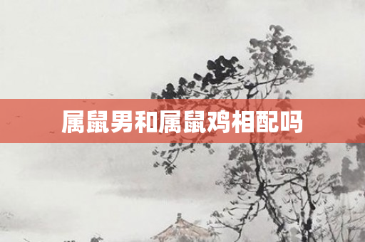 属鼠男和属鼠鸡相配吗