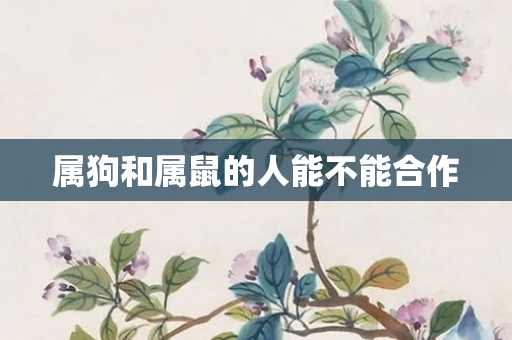 属狗和属鼠的人能不能合作