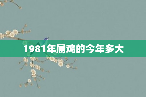 1981年属鸡的今年多大