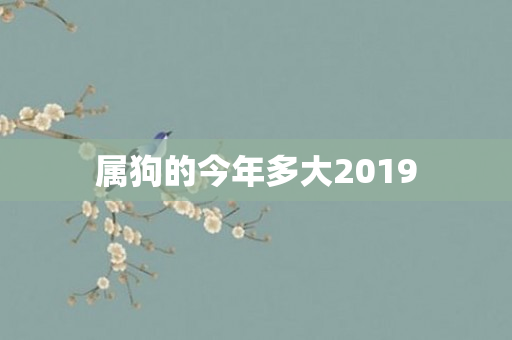 属狗的今年多大2019