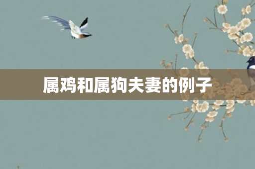 属鸡和属狗夫妻的例子
