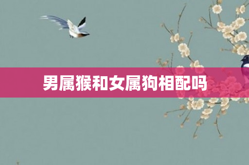 男属猴和女属狗相配吗
