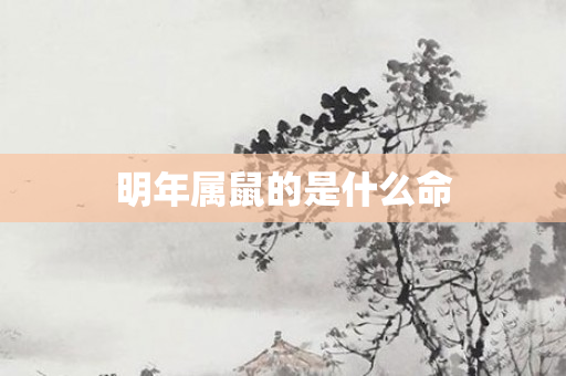 明年属鼠的是什么命