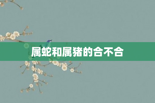 属蛇和属猪的合不合