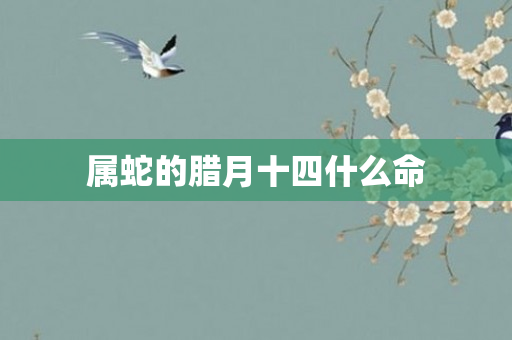 属蛇的腊月十四什么命