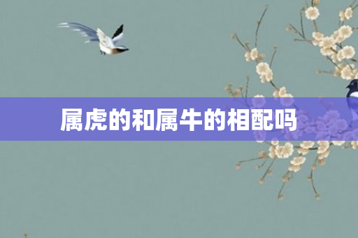 属虎的和属牛的相配吗
