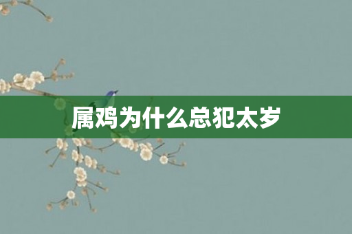 属鸡为什么总犯太岁