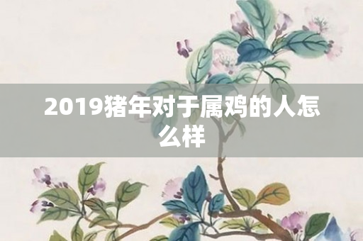 2019猪年对于属鸡的人怎么样