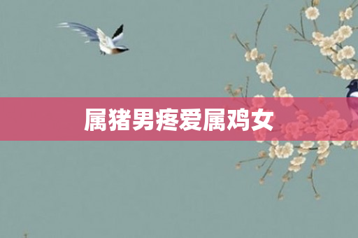 属猪男疼爱属鸡女