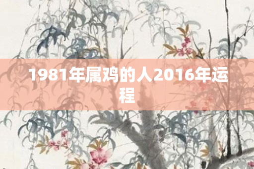 1981年属鸡的人2016年运程