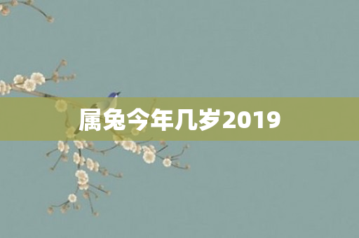 属兔今年几岁2019