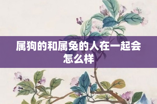 属狗的和属兔的人在一起会怎么样