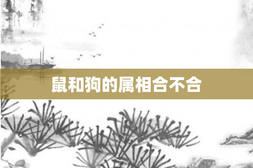 鼠和狗的属相合不合