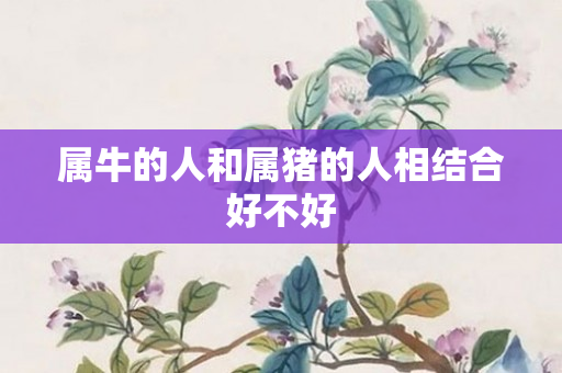 属牛的人和属猪的人相结合好不好