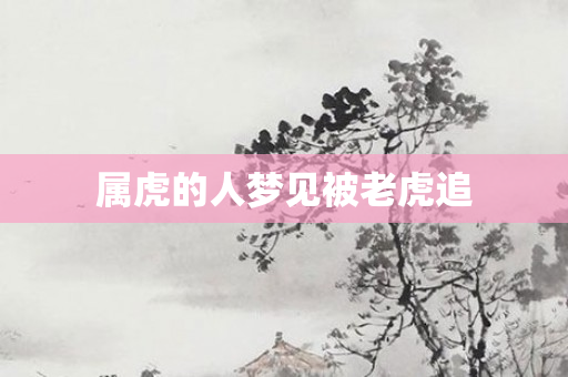属虎的人梦见被老虎追
