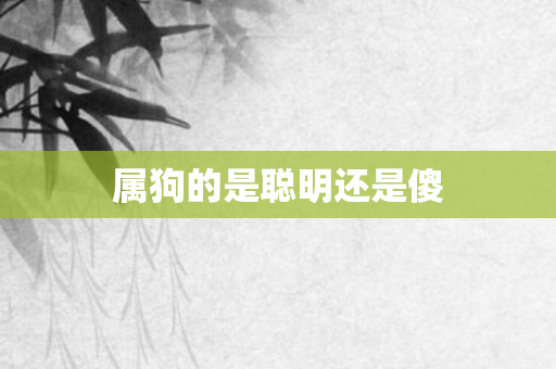属狗的是聪明还是傻