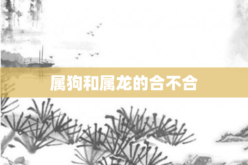 属狗和属龙的合不合