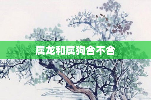 属龙和属狗合不合