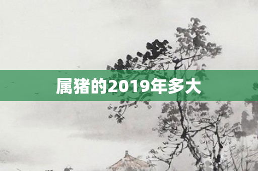 属猪的2019年多大