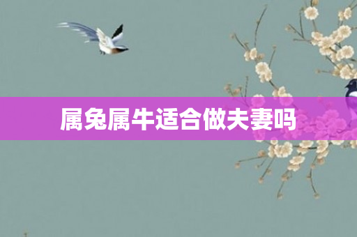 属兔属牛适合做夫妻吗