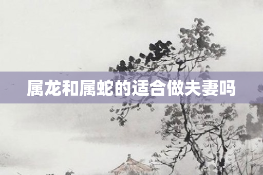 属龙和属蛇的适合做夫妻吗