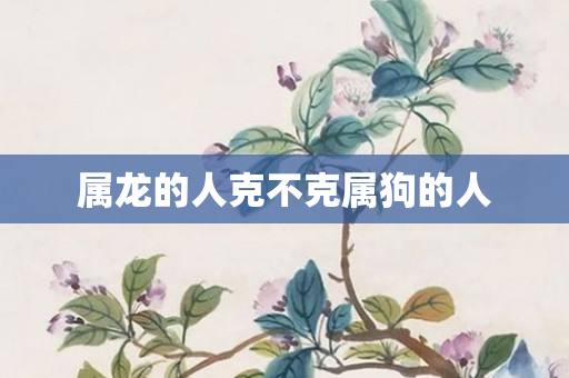 属龙的人克不克属狗的人