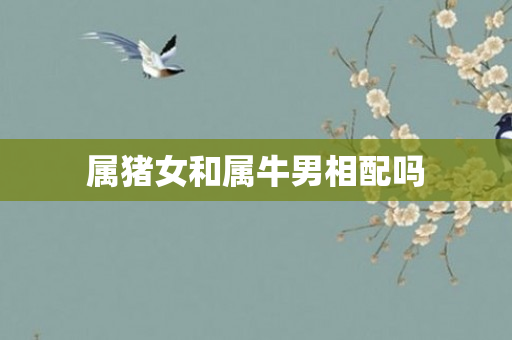 属猪女和属牛男相配吗