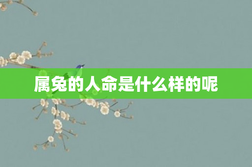 属兔的人命是什么样的呢