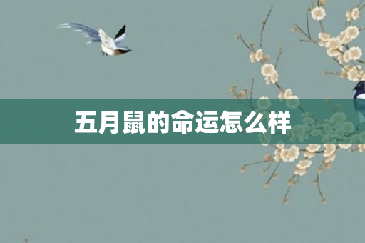 五月鼠的命运怎么样