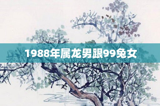 1988年属龙男跟99兔女