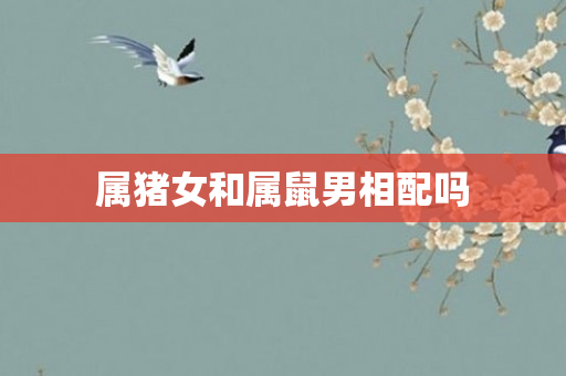 属猪女和属鼠男相配吗