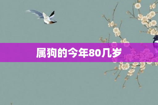 属狗的今年80几岁