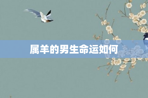 属羊的男生命运如何
