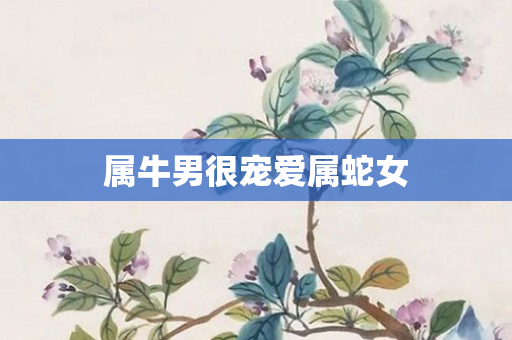 属牛男很宠爱属蛇女