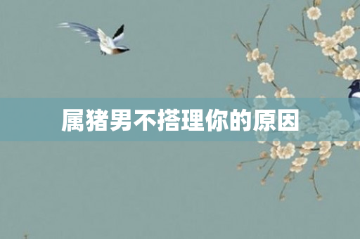 属猪男不搭理你的原因