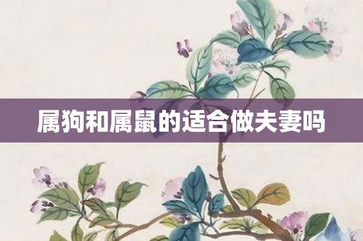 属狗和属鼠的适合做夫妻吗