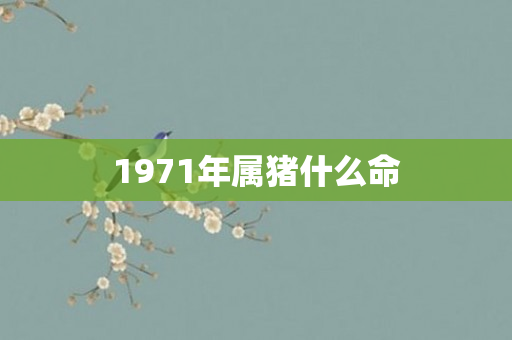1971年属猪什么命