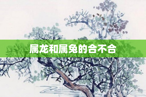属龙和属兔的合不合