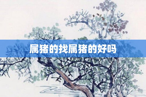 属猪的找属猪的好吗