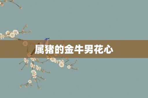 属猪的金牛男花心