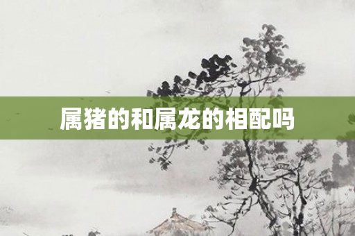 属猪的和属龙的相配吗