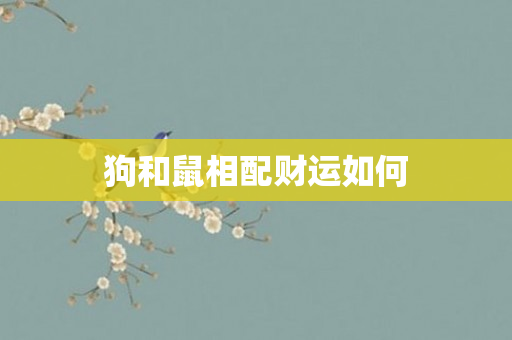 狗和鼠相配财运如何