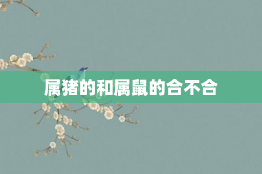 属猪的和属鼠的合不合