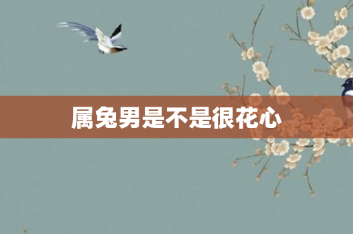 属兔男是不是很花心