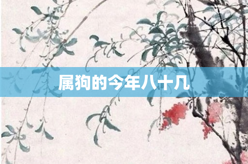 属狗的今年八十几